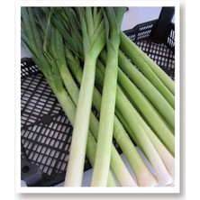 Tarım Yerli Doğal Pırasa Inegöl 1000 Adet Tohum