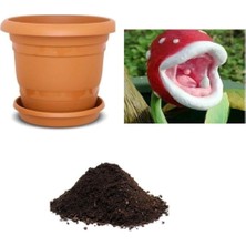 Look Ithal Sinek Kapan Bitki Çiçeği Tohumu Ekim Seti TH-DSHNLLKSET047