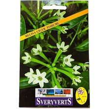 Melisa Çiçeği Tohumu