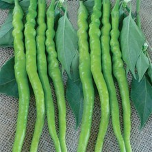 Tatlı Kıl Biber Fidesi (5 Adet)