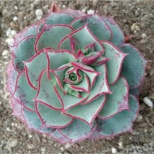 Look Echeveria Longissima V Brachyantha Sukulent Tohumu TH-DSHNGLOOKTHM168