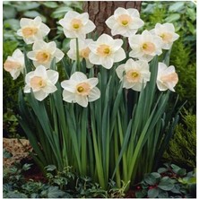 Beyaz Nergis Soğanı 5 Adet