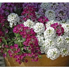 Kraliyet Halısı, Alyssum, Karışık Renkli (20 Tohum)