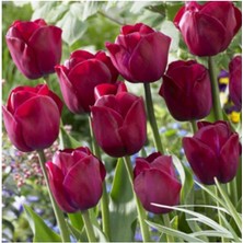 Bordo Lale Soğanı 5 Adet