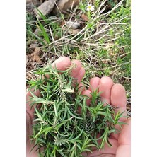 Kekiği, Doğal Zahter Tohumu 20 Adet Tohum