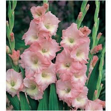 Pembe Glayöl Soğanı 5 Adet