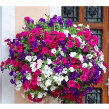 Dünyam Karışık Petunya Çiçeği Tohumu 25 Adet