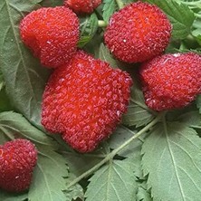 Bodur Saksılık Çilek Ahududu Tohumu (10 Tohum)