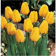 Sarı Lale Soğanı 5 Adet