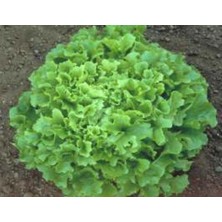 Marul Arapsaçı Tohumu - Aksel 10 gr