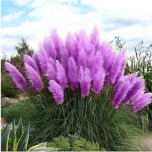 Dünyam 50 Adet Daisy Garden Purple Pampas Tohumu