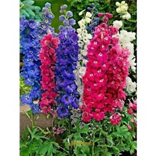 Iklim Bahçe Hazeran Çiçek Tohumu- Delphınıum Mıx (~ Takribi 30 Tohum)