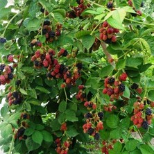 Tüplü Bol Verimli Dikensiz Chester Böğürtlen Fidanı