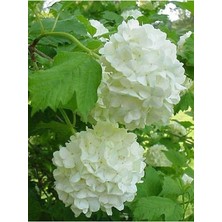 Dünyam 15 Adet Beyaz Renkli Ortanca Çiçeği Tohumu