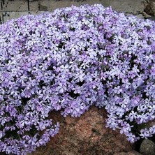 Paket Mountain Floks(Alev) Çiçeği TOHUMU(200 Tohum)