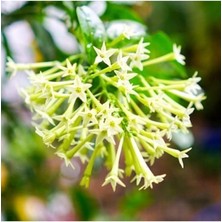 Dünyam Kokulu Melisa Çiçeği Tohumu 10 Adet