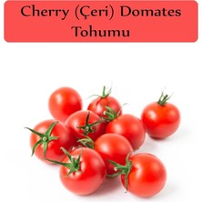 Organik Çeri Domates Tohumu 1 Paket (1GR=250+ Adet) Cherry Domates Salkım Domates Tohumu