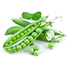 Tohum Bt Rondo - Utrillo- Bezelye (500 Gr)