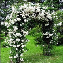 Look Nadir Ithal Yediveren Beyaz Sarmaşık Gül Tohumu 5 Tohum TH-877796320216