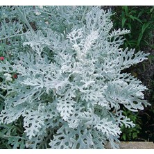 Bahçe Külü Tohumu (Gümüş Renkli) - 40 Tohum