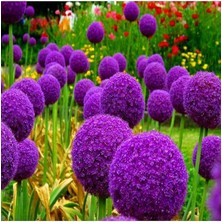 Dünyam 20 Adet Giant Ball Onion Allium Christophii Huge Hardy Perennial Tohumu