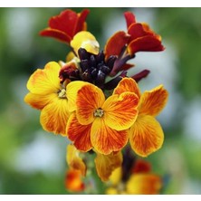 Sarı Şebboy Tohumu (Kokulu) - 25 Tohum