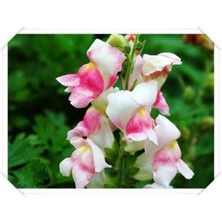 Dünyam 10 Adet Açık Soft Renkli Aslanağzı Çiçek Tohumu