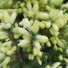 Picea Glauca Beyaz Ladin Tohumu (10 Tohum)