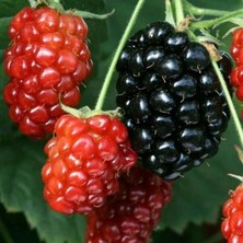 Naturel Tüplü Iri Meyveli Bol Verimli Cebeci Dikensiz Böğürtlen Fidanı