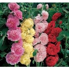 Gülhatmi (Katmerli Büyük Çiçekli) - Karışık (5 Tohum)