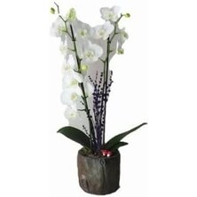 Dal Beyaz Orkide & Remz Odun Beton Saksıda Hediyelik Canlı Çiçek BALFLOWERDESİGN-2876