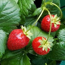 1 Adet Tüplü Yediveren Çilek Fidesi