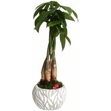 Ağacı Paçira Bitkisi Pachira Bonsai & Beyaz Vane Beton Saksıda Hediyelik Canlı Çiçek BALFLOWERDESİGN-2560