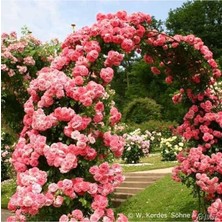 Look Saksılık Nadir Yediveren Pembe Sarmaşık Gül Tohumu 5 Tohum TH-877796320215