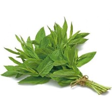 Yayılıcı Yediveren Nane Tohumu 100 Adet Tohum