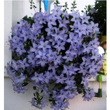 Dünyam Campanula Mavi Çan Çiçeği Tohumu 10 12 Adet