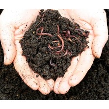 Kaliforniya SOLUCANI(100 Adet SOLUCAN+200GR Fermente Yem+2litre Plastik Bakım Evi) -Evde Kompost Için Canlı Solucan Paketi-Solucan Gübresi Üretimi Için Canlı Solucan