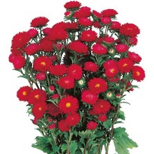 Kırmızı Kasımpatı F1 Tohumu (15 Tohum)