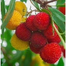 Kocayemiş (Dağ Çileği) Fidanı Saksılı 20-30 cm