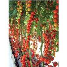Sırık Cherry Domates 50 Tohum