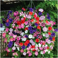 Dünyam 100 Adet Karışık Petunya Çiçeği Tohumu