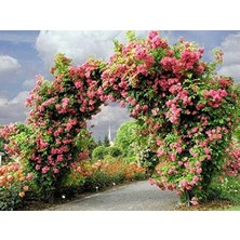 Hollanda'dan Ithal Katmerli, Kokulu Sarmaşık Gül Tohumu(25 Tohum) (Kırmızı)