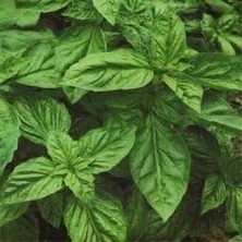 Yeşil Yapraklı Fesleğen Fidesi (5 Adet Fide)