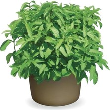 Limon Aromalı Geniş Yapraklı Çaylık Tashkent Nane Fidesi (2 Adet)