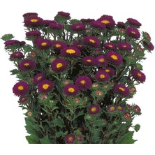 Mor Kasımpatı F1 Tohumu (15 Tohum)