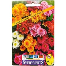 Bodur Kasımpatı Çiçeği Tohumu