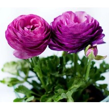 Şakayık Tohumu (Kalıcı ve Katlı Çiçek) - Mor Renkli - 5 Tohum