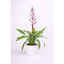 Tomurcuk Trend Aechmea Blue Rain – Mavi Çiçekli Egzotik Salon Bitkisi