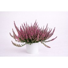 Tomurcuk Trend Erica – Fundagiller Sonbahar & Kış Çiçeği