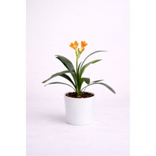 Tomurcuk Trend Clivia – Gösterişli Çiçekli Salon Bitkisi